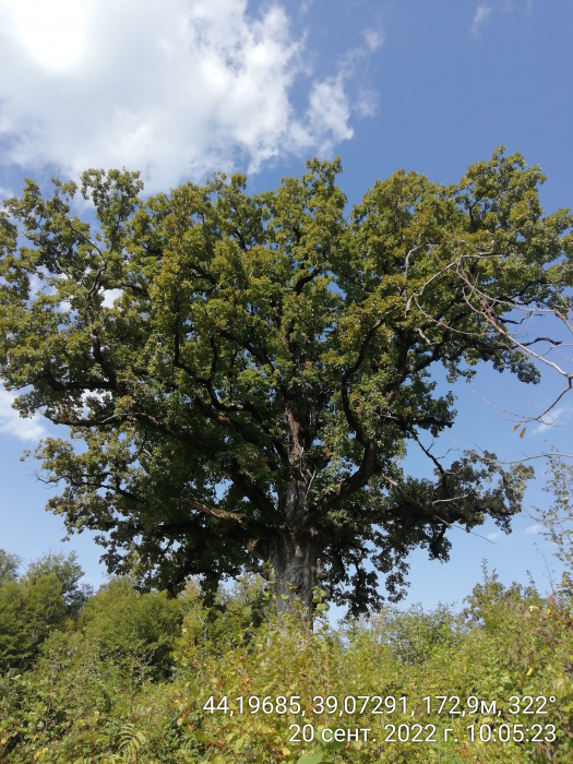 Дуб красный Куеркус рубра Quercus rubra купить в питомнике, доставка по Москве и МО